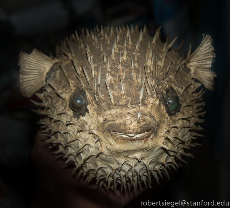 pufferfish